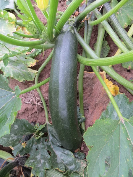 Maturare zucchine biologiche in giardino pronte per la raccolta . — Foto Stock