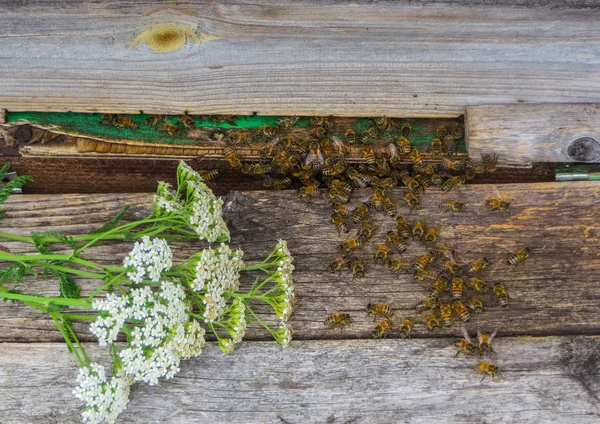 Bienen in grauen Bienenstöcken an einem sonnigen Tag im Garten. — Stockfoto