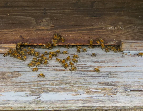 Μέλισσες σε γκρι κυψέλες σε μια ηλιόλουστη ημέρα στον κήπο. — Φωτογραφία Αρχείου