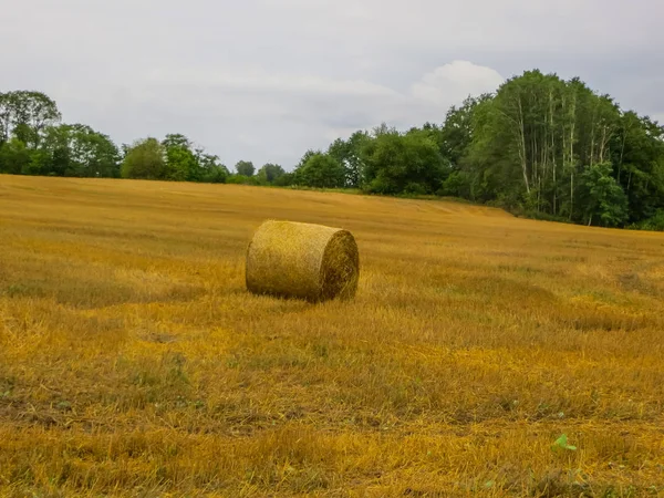 Bundles of hay rolls on the farmland, twisted hay in the field. — Stock Photo, Image