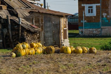 Bir köyde bir tarlaya serilmiş çok renkli kabaklar.