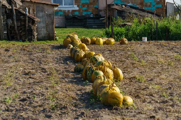 Разноцветные тыквы, выложенные на поле в деревне . — стоковое фото