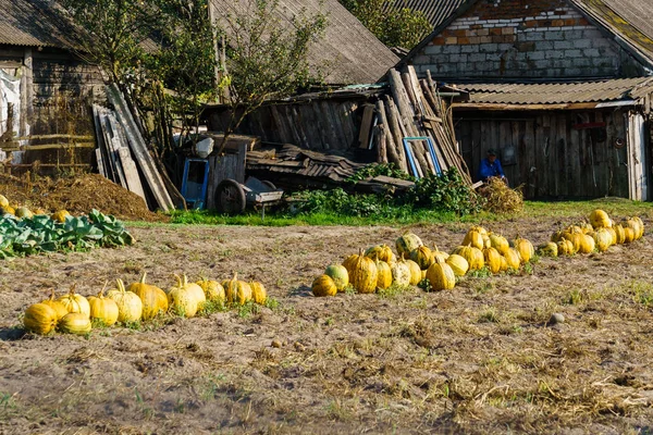 Різнокольорові гарбузи викладені на полі в селі . — стокове фото
