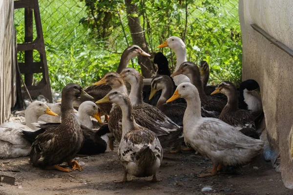 一群灰色的家鸭在乡下院子里. — 图库照片