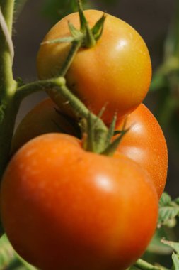 Çalılar üzerinde serada olgunlaşan kırmızı ve yeşil domates ile Fotoğraf.