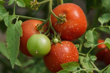Çalılar üzerinde serada olgunlaşan kırmızı ve yeşil domates ile Fotoğraf.
