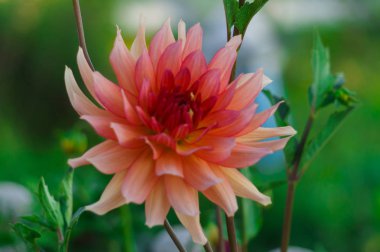 Bahçedeki çalıların üzerinde kırmızı yıldız çiçekleri.