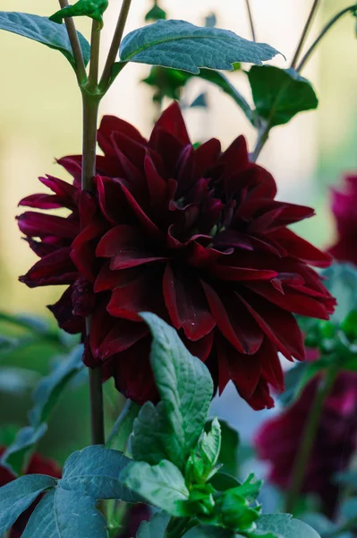 Schöne Blüten der roten Dahlie auf einem Strauch im Garten. — Stockfoto