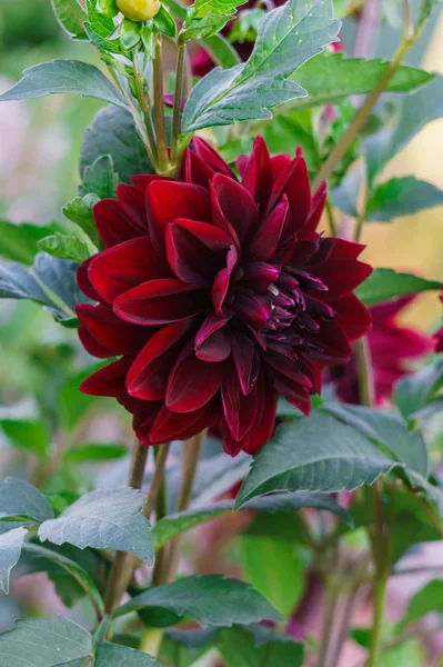 Beautiful flowers of red dahlia on a bush in the garden. — Stock Photo, Image