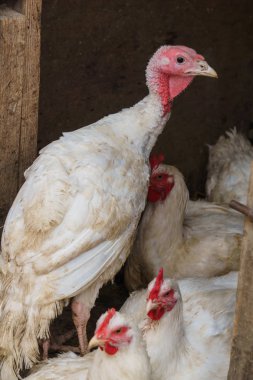 Ekolojik bir çiftlikte beyaz yerli hindi ve broiler tavuk sürüsü bir kuş kalemi yürüyor.