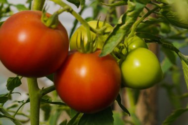 Çalılar üzerinde serada olgunlaşan kırmızı ve yeşil domates ile Fotoğraf.