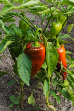 bahçede büyüyen kırmızı ve yeşil biber.
