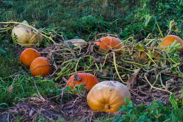 Pumpkins scattered on the field at an eco farm. — Stock Photo, Image