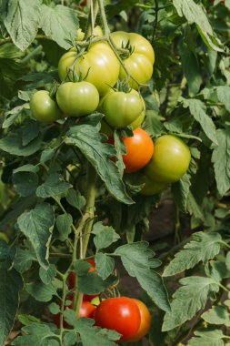 Çalılar üzerinde serada olgunlaşan kırmızı ve yeşil domates ile Fotoğraf.