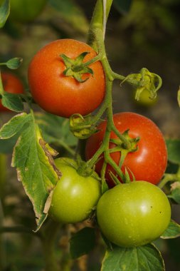 Çalılar üzerinde serada olgunlaşan kırmızı ve yeşil domates ile Fotoğraf.