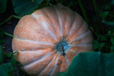Bir çiftlikte bir sebze bahçesinde büyük turuncu kabak.