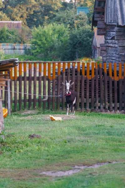 A goat eats a pumpkin with seeds in the yard in the village. — Stock Photo, Image