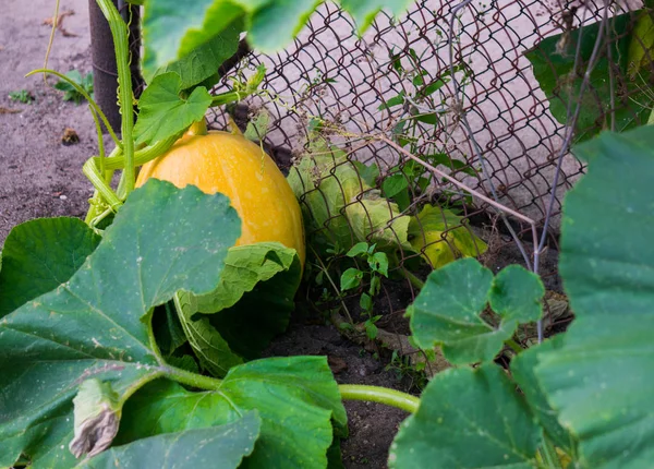 Grote oranje pompoen in een moestuin op een boerderij. — Stockfoto