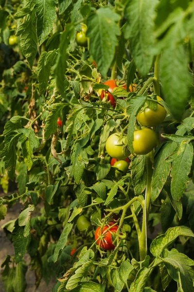 Foto con tomates rojos y verdes madurando en el invernadero en los arbustos . — Foto de Stock