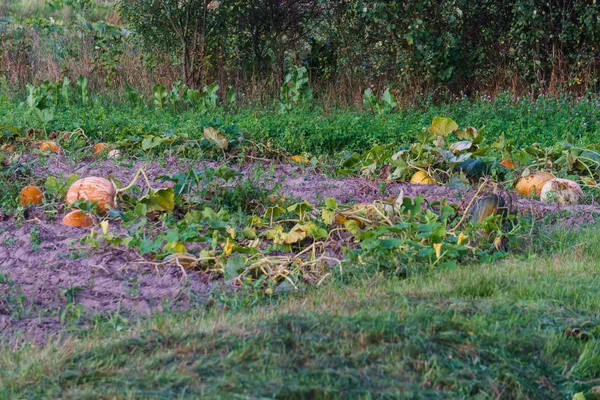 Citrouilles dispersées sur le terrain dans une ferme écologique . — Photo