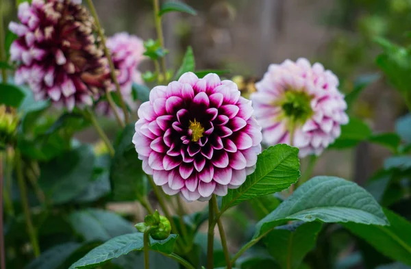 Beautiful burgundy flowers with a white dahlia on a bush in the garden.