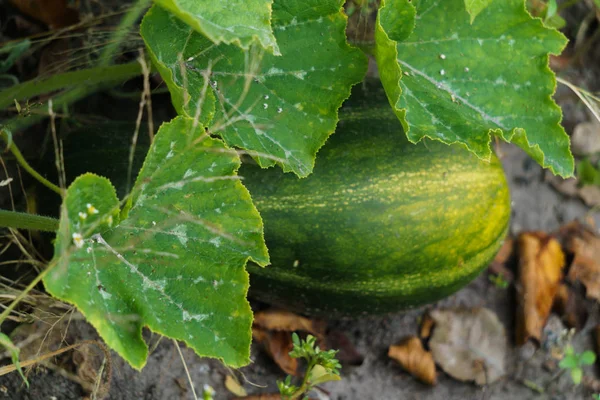 Grote oranje pompoen op een bed in een dorp. — Stockfoto