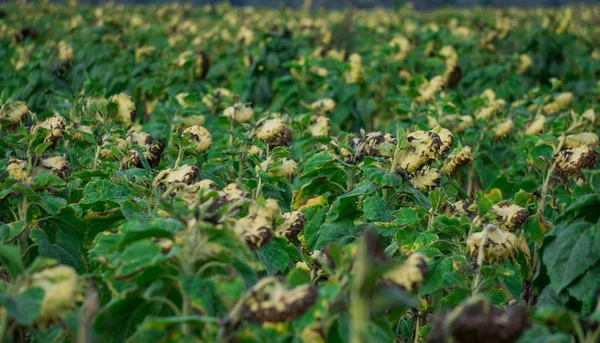 Ряди стиглих соняшників на полі на фермі, готові до збору врожаю . — стокове фото
