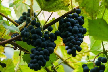 Bahçedeki bir dalda bir demet koyu mavi üzüm.