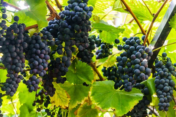 Un bouquet de raisins bleu foncé sur une branche dans le jardin . — Photo