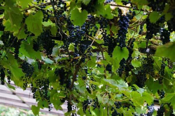 Un racimo de uvas de color azul oscuro en una rama en el jardín . — Foto de Stock