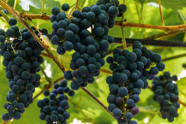 Un bouquet de raisins bleu foncé sur une branche dans le jardin . — Photo