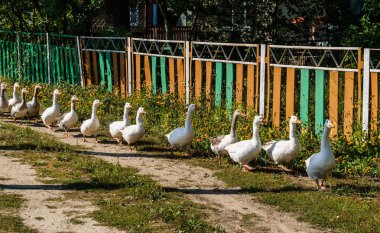 Yerli kaz sürüsü çit boyunca eve gider..