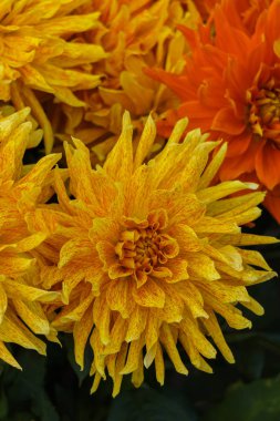 Bahçede bir çalı üzerinde sarı turuncu dahlias güzel çiçekler.