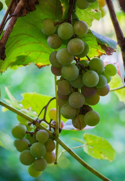 Piante mature di vino bianco in vigna. Nuovo primo piano delle colture . — Foto Stock