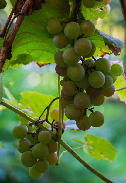 Plantes mûres de vin blanc dans le vignoble. Gros plan sur les nouvelles cultures . — Photo
