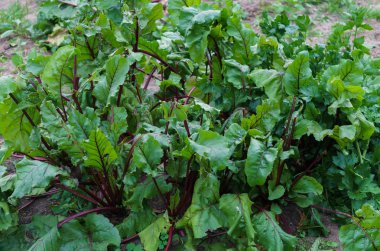 Pancar bir bahçe yatağında bir bahçe yatağında bırakır.