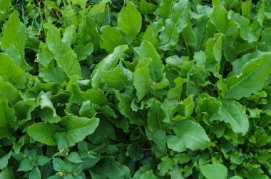 Taze yeşil sorrel bir bahçe yatağında yaprakları.