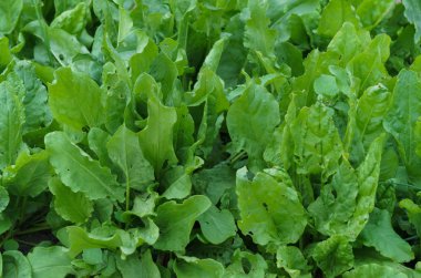 Taze yeşil sorrel bir bahçe yatağında yaprakları.