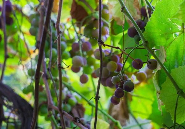 Piante mature di vino bianco in vigna. Nuovo primo piano delle colture . — Foto Stock
