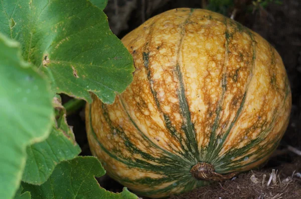 Bella zucca arancione fresca a strisce su un letto da giardino in un orto . — Foto Stock