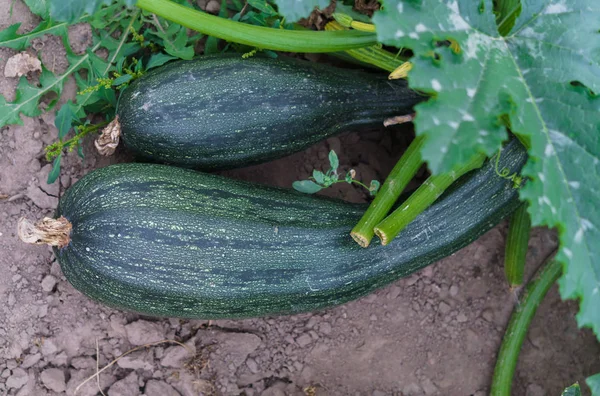 Two large green zucchini in the garden in the garden.