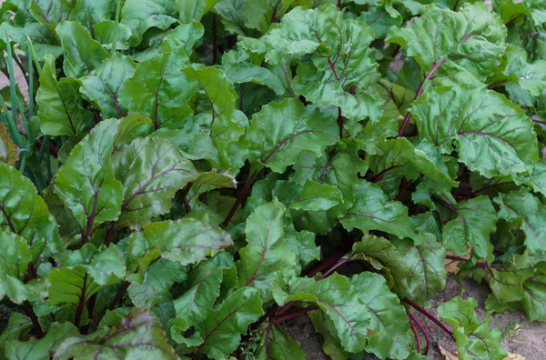 Beet leaves on a garden bed in a garden. — Stock Photo, Image