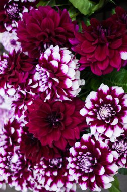 Bahçede bir çalı üzerinde beyaz dahlia ile çok renkli, bordo güzel çiçekler.