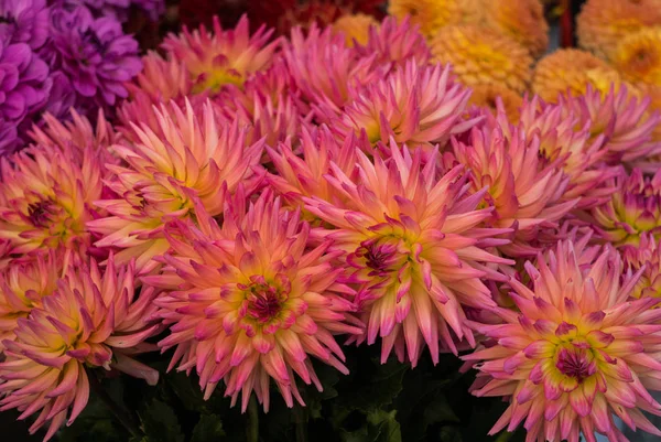 Schöne Blüten von rosa orangefarbenen Dahlien an einem Strauch im Garten. — Stockfoto