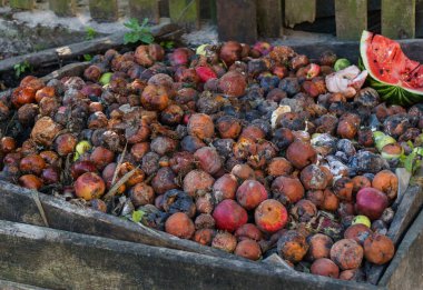 Bir kompost yığını üzerinde çürük elma ve diğer meyveler.