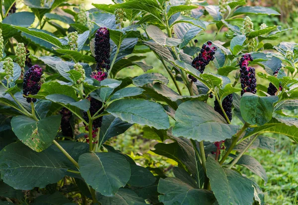 Темно-фиолетовые, блестящие ягоды Фитолаки посреди зеленых листьев . — стоковое фото