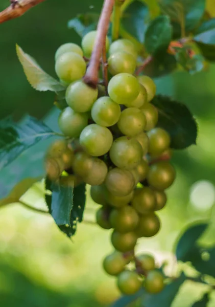 Rijpe planten van witte wijn in de wijngaard. Nieuwe gewas close-up. — Stockfoto