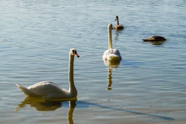 Civcivler ile birlikte gölde güzel beyaz kuğular.