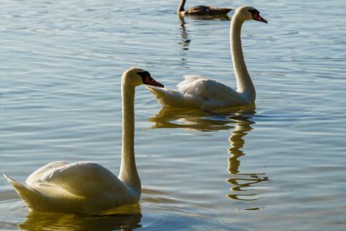 Civcivler ile birlikte gölde güzel beyaz kuğular.