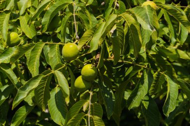 Bir ceviz üzerinde hala yeşil ceviz ile Dalları